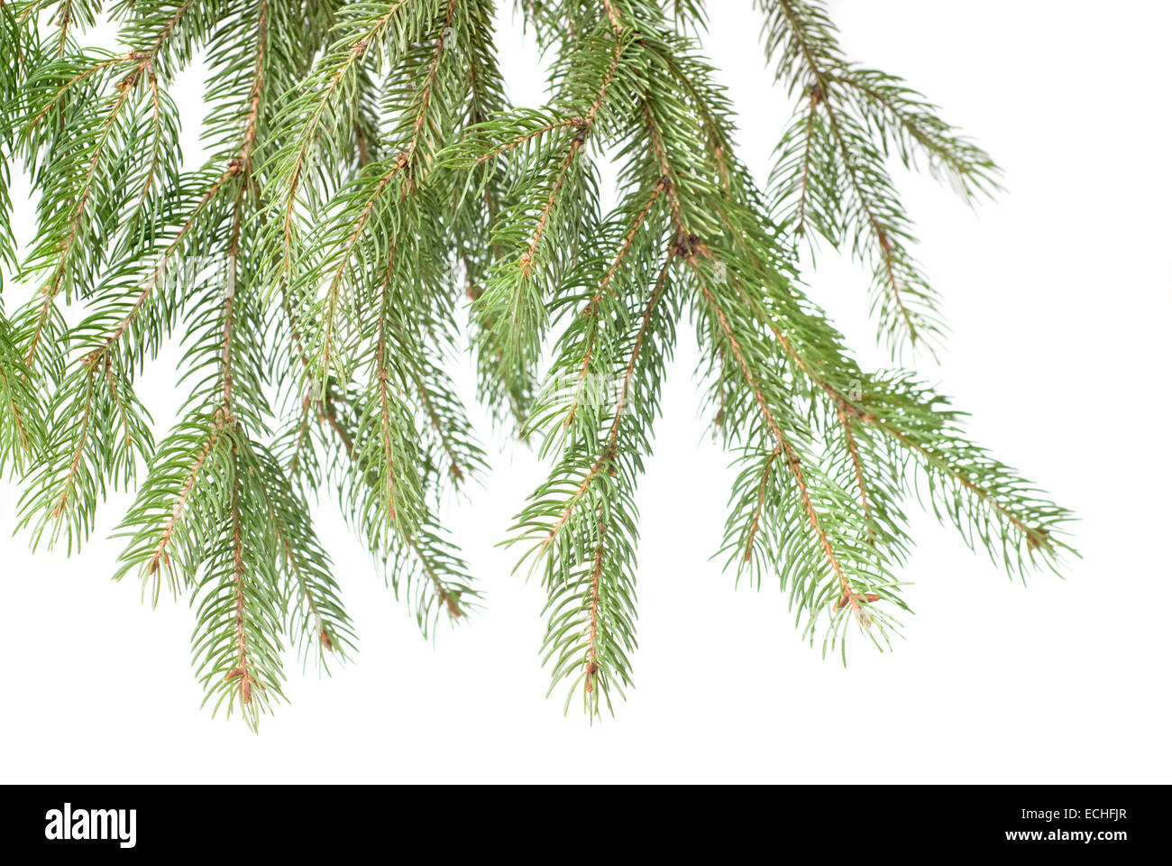 Branch of christmas fir tree isolated on white Stock Photo - Alamy