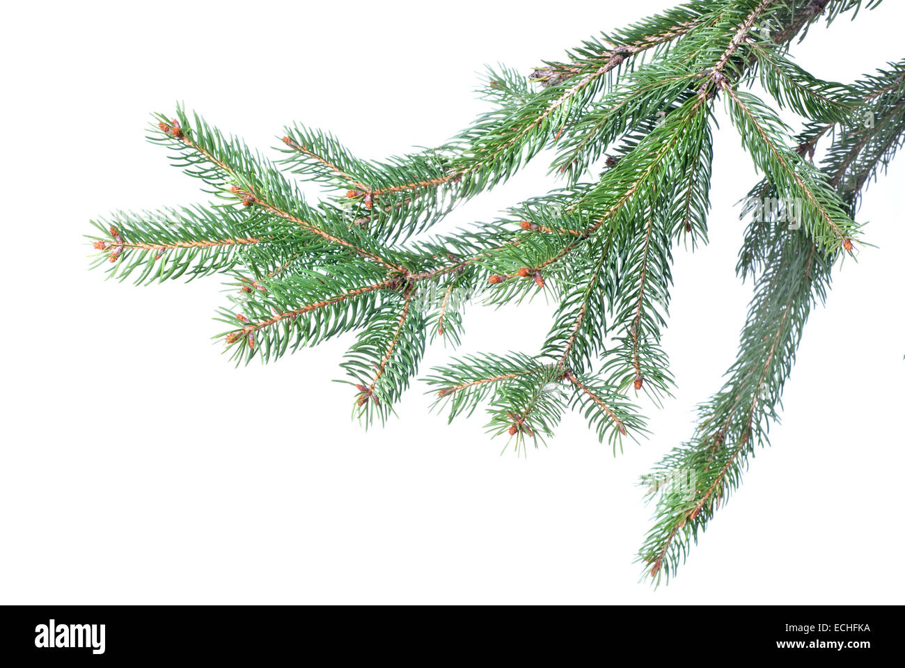 Branch of christmas fir tree isolated on white Stock Photo - Alamy