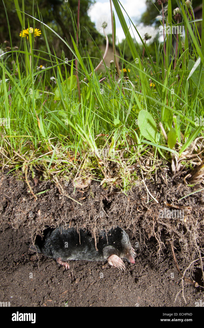 The Mole Was Gewinnt Der Maulwurf The Mole Was Gewinnt Der Maulwurf
