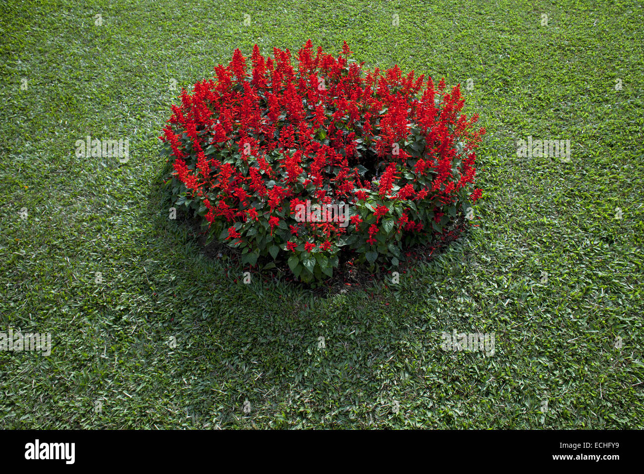 Dhaka, Bangladesh. 15th Dec, 2014. Horticulturist made design of Bangladeshi flg using flower and grass in front of National Martyrs' Memorial on the occasion of Victory Day.Massive preparations have been taken in and around the National Mausoleum where thousands of people will gather on the Victory Day to pay homage to the Liberation War martyrs. Credit:  ZUMA Press, Inc./Alamy Live News Stock Photo