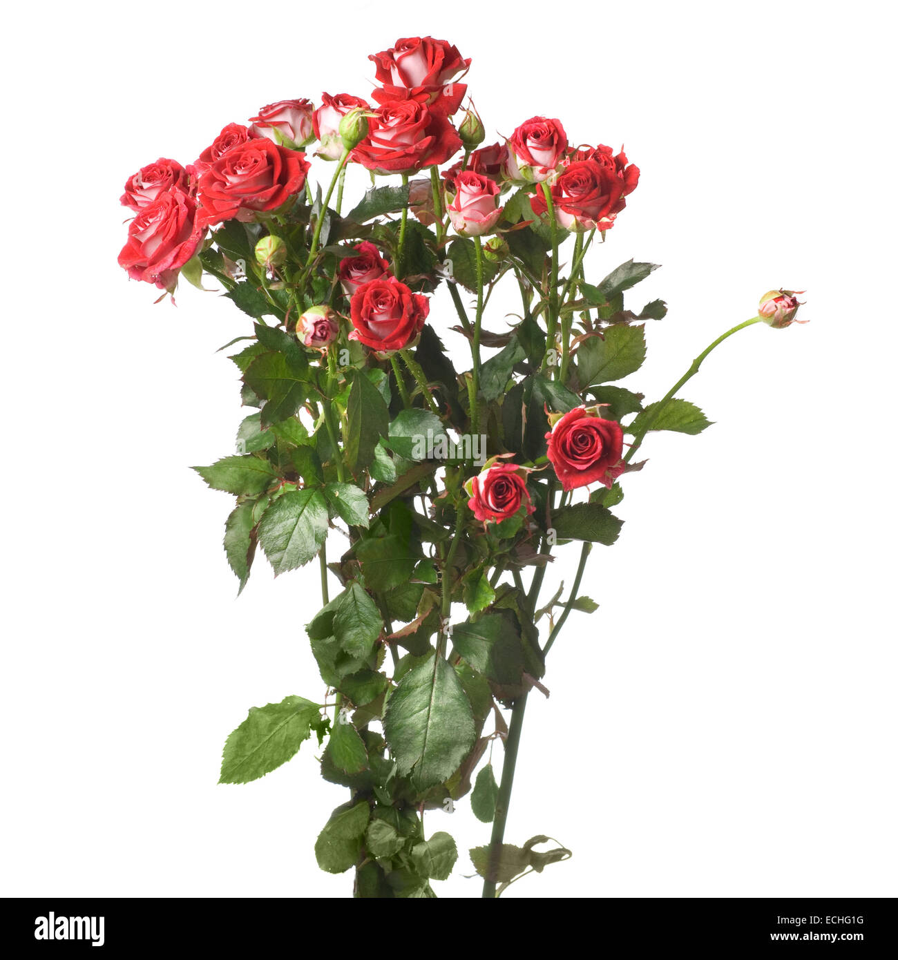 red rose bouquet isolated on white Stock Photo - Alamy