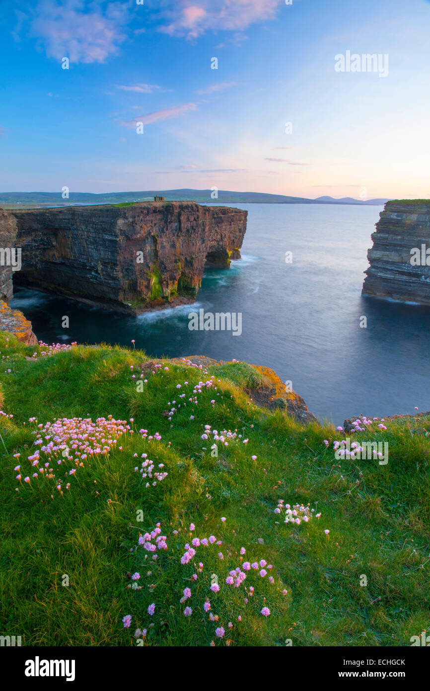 Thrift growing on the clifftop at Downpatrick Head, County Mayo, Ireland. Stock Photo