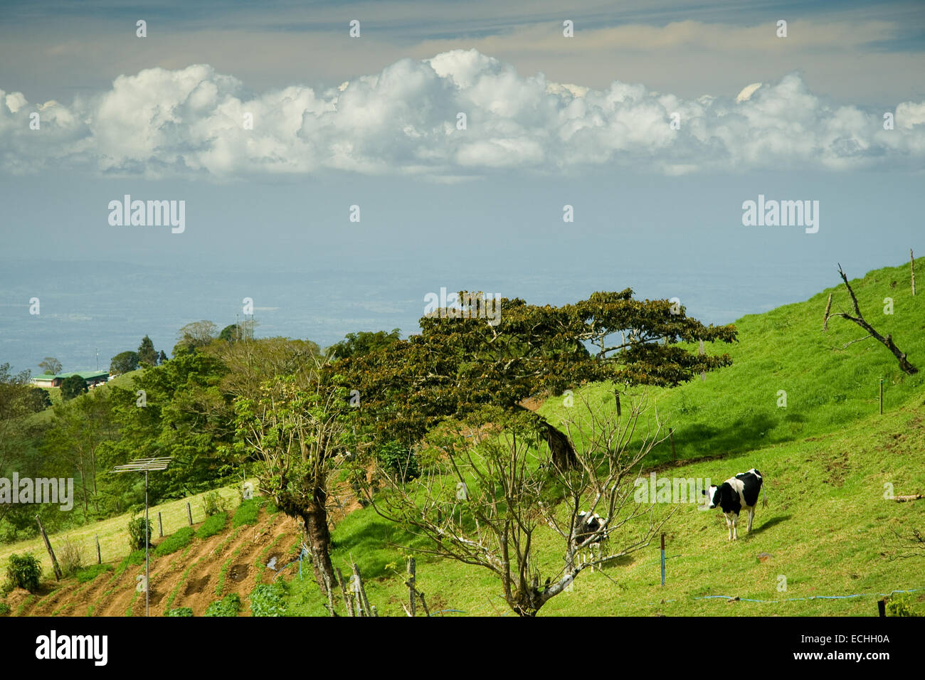 Cows grazing on green countryside field, Costa Rica Stock Photo - Alamy
