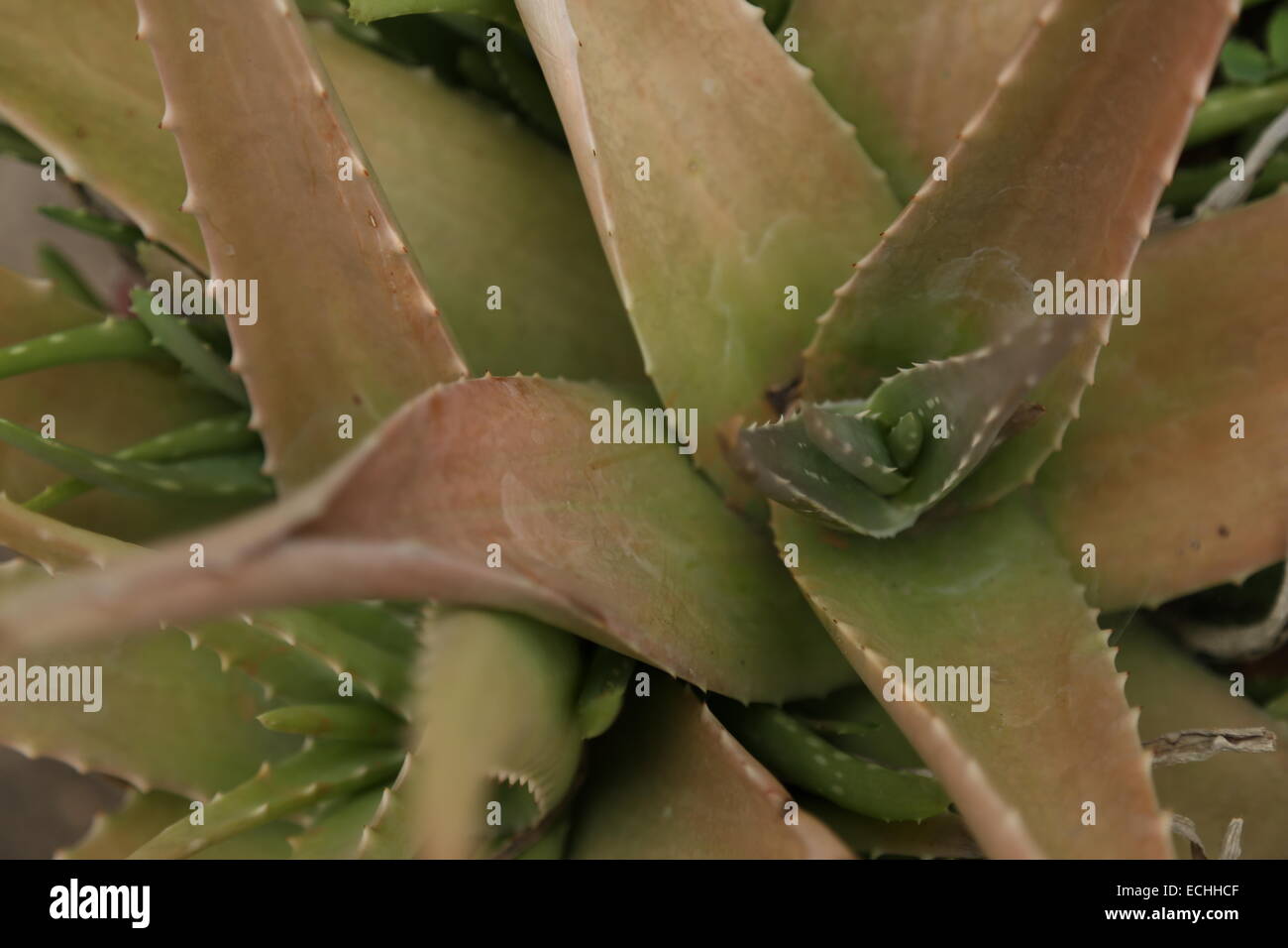 aloe vera Stock Photo