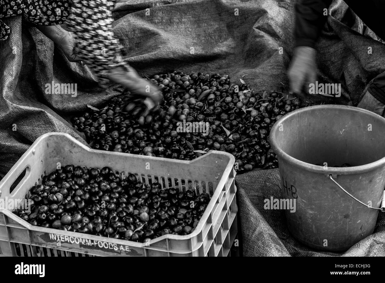 Old harvest tradition hi-res stock photography and images - Alamy