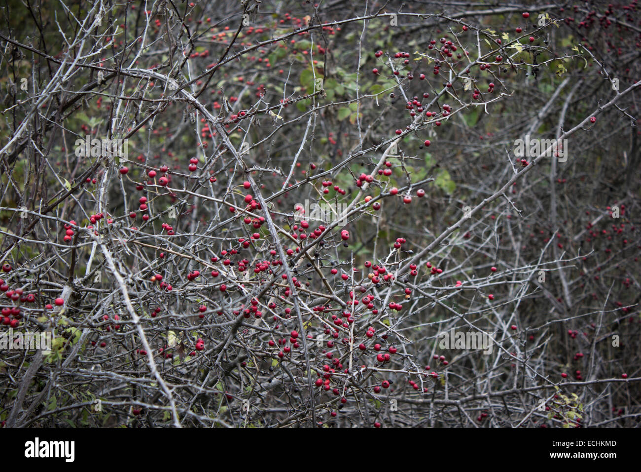 Awesome fruit hi-res stock photography and images - Alamy