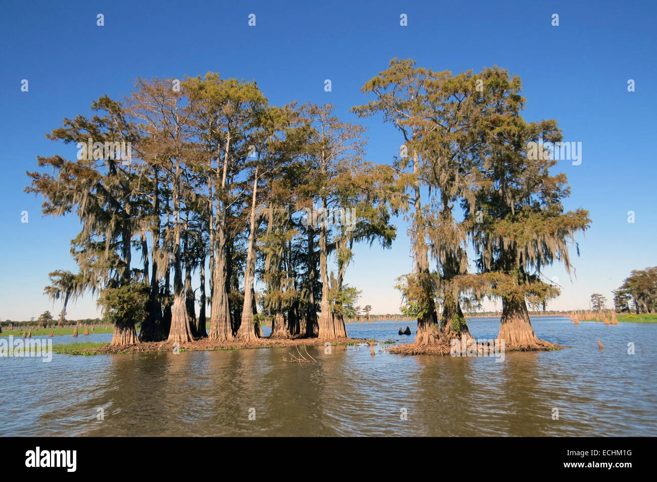 ATCHAFALAYA NATIONAL WILDLIFE REFUGE, Louisianna.  Swamp Cypresses. Photo Tony Gale Stock Photo