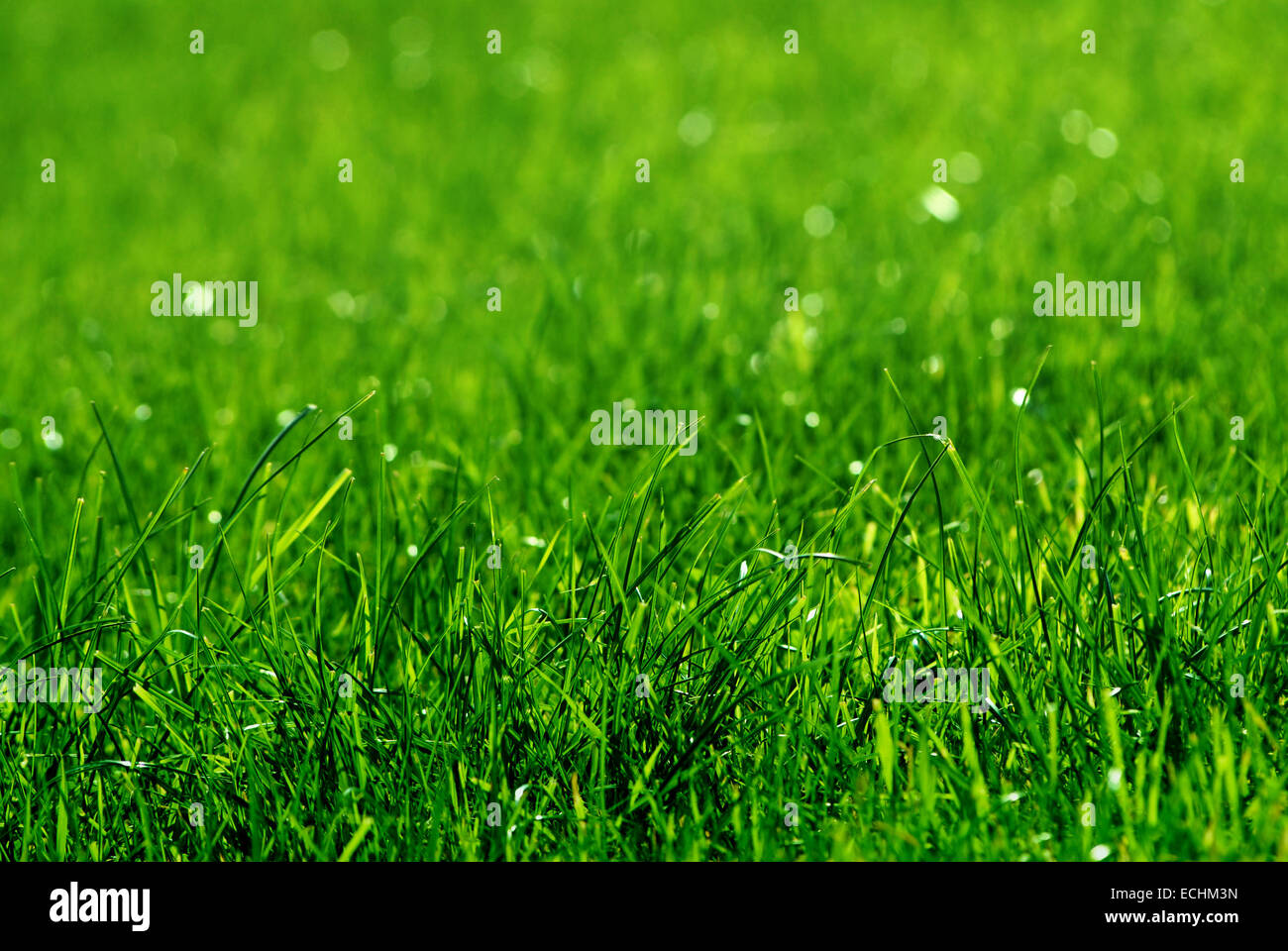 green grass background Stock Photo - Alamy