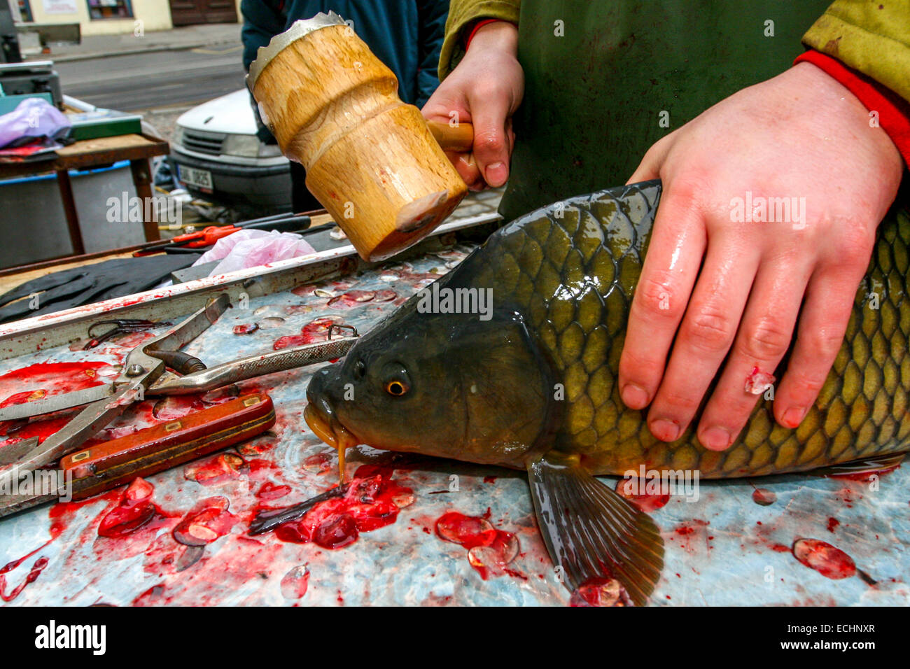 picture Czech Christmas Carp https www alamy com stock photo prague christmas carp czech traditions a street salesman kills a carp 76607743 html