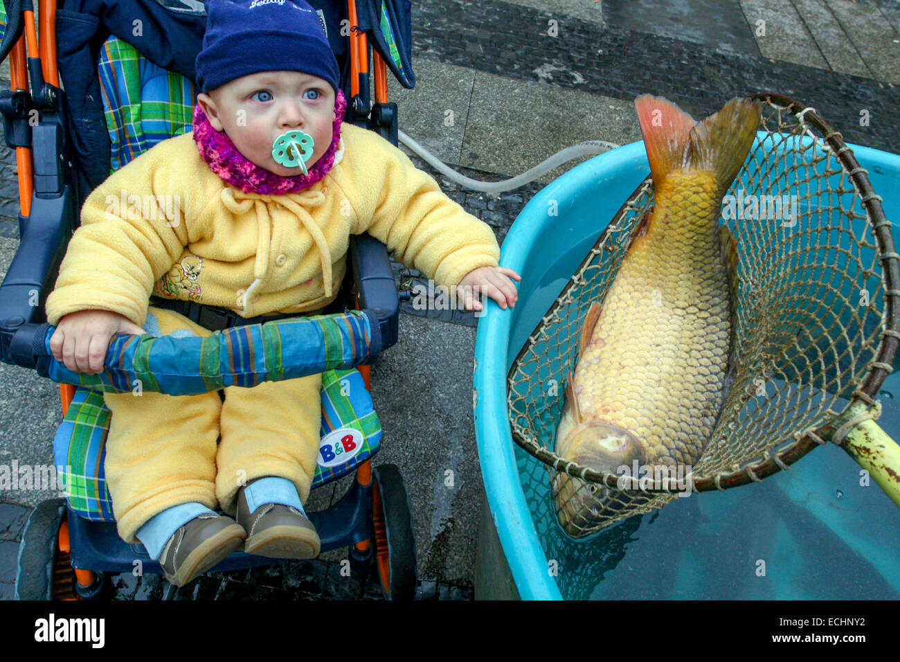pix Czech Christmas Carp https www alamy com stock photo baby in pram looks at the carp sold on the street czech christmas 76607750 html