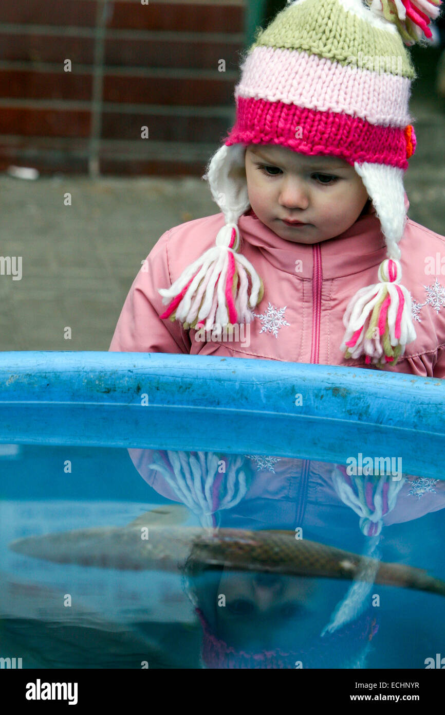 Child looks at the carp sold on the street, Czech Christmas traditions, Prague, Czech Republic Stock Photo