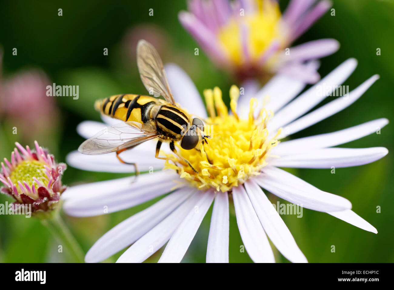 Helophilus trivittatus (Drone fly or hoverfly) on a flower head of Aster macrophyllus 'Twilight' (common name Michaelmas daisy) Stock Photo