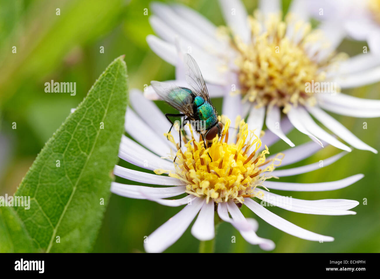 Fly on Aster macrophyllus 'Twilight'  flowerhead (common name Michaelmas daisy) Stock Photo