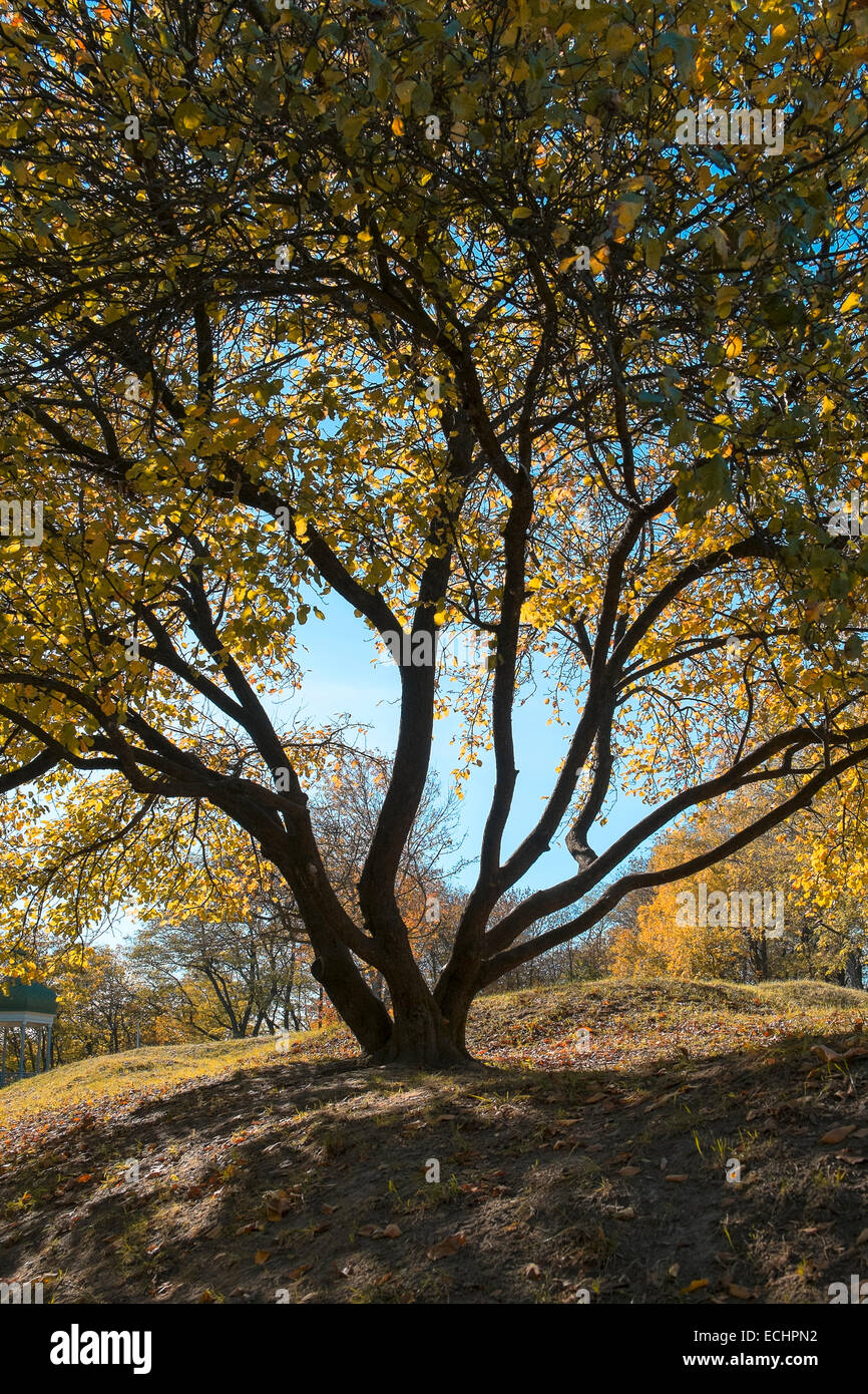 Autumn tree with gold foliage Stock Photo