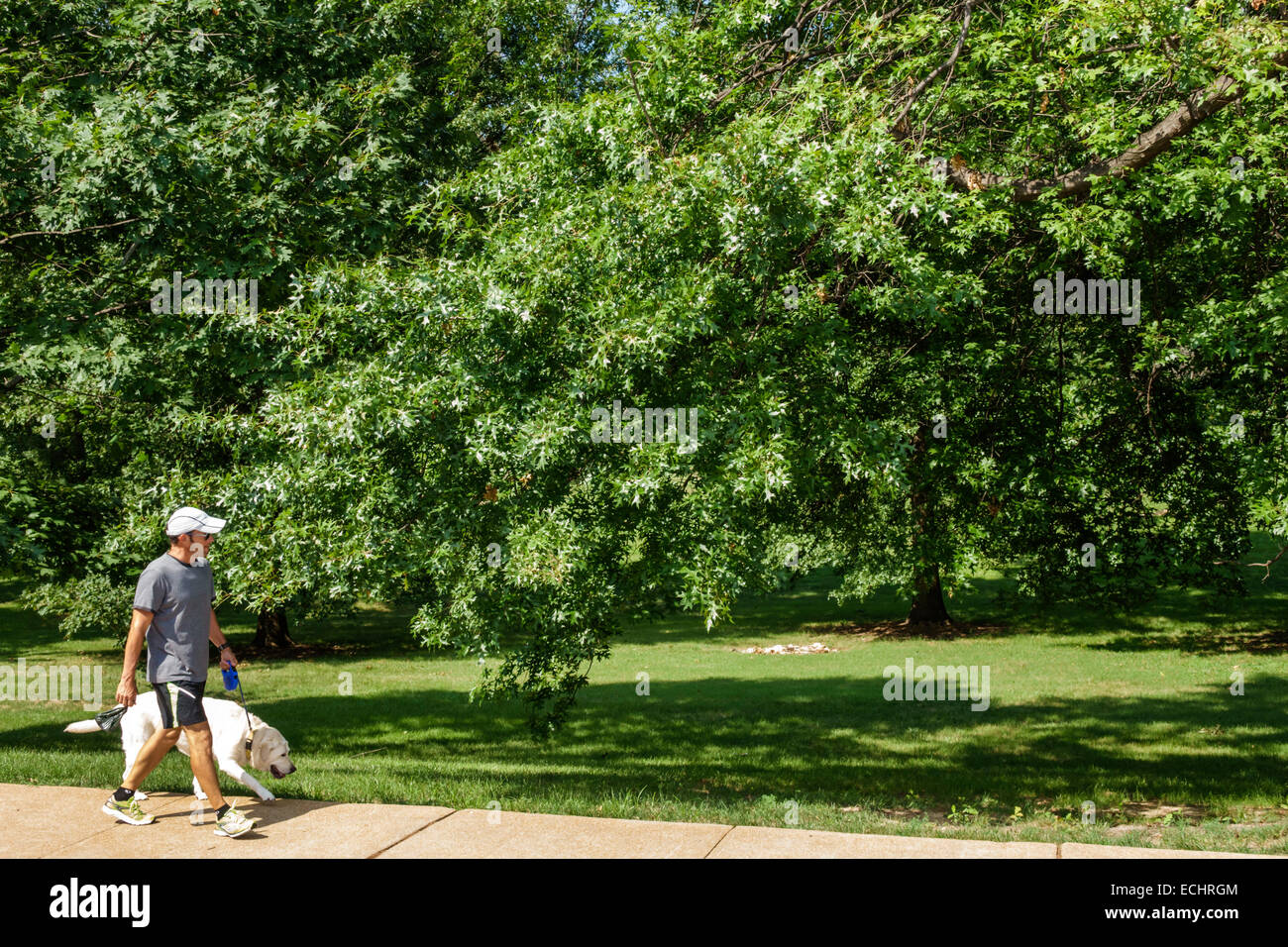 Saint St. Louis Missouri,Hi-Pointe,De Mun Historic District,neighborhood,Concordia Park,lawn,trees,green space,man men male,dog,leash,walking,MO140831 Stock Photo