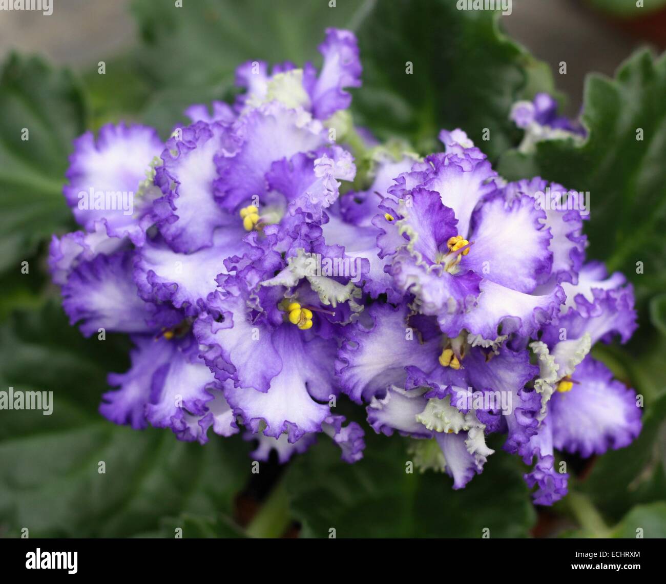 the flowers of violets and green leaves Stock Photo - Alamy