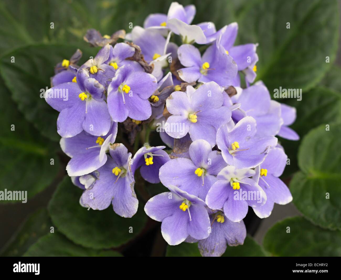 the flowers of violets and green leaves Stock Photo - Alamy