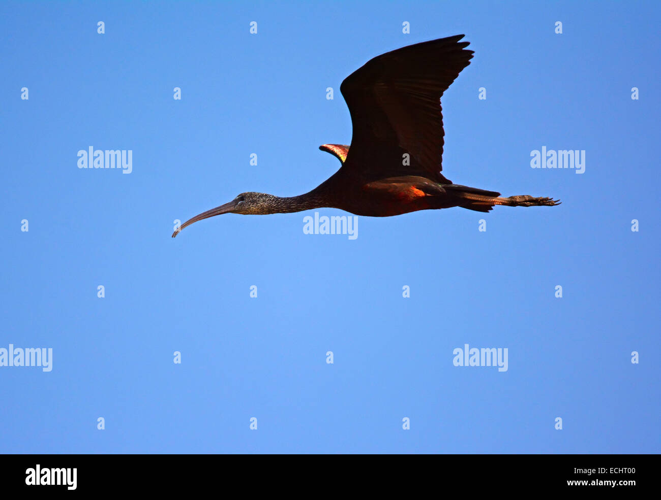 Glossy ibis, Plegadis falcinellus Flying Stock Photo