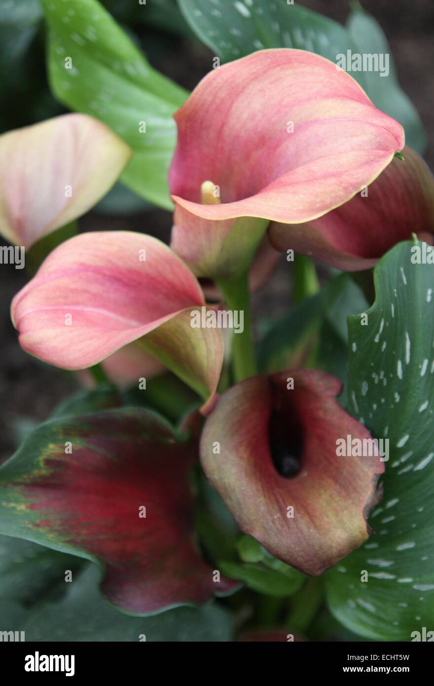 Calla rose hi-res stock photography and images - Alamy