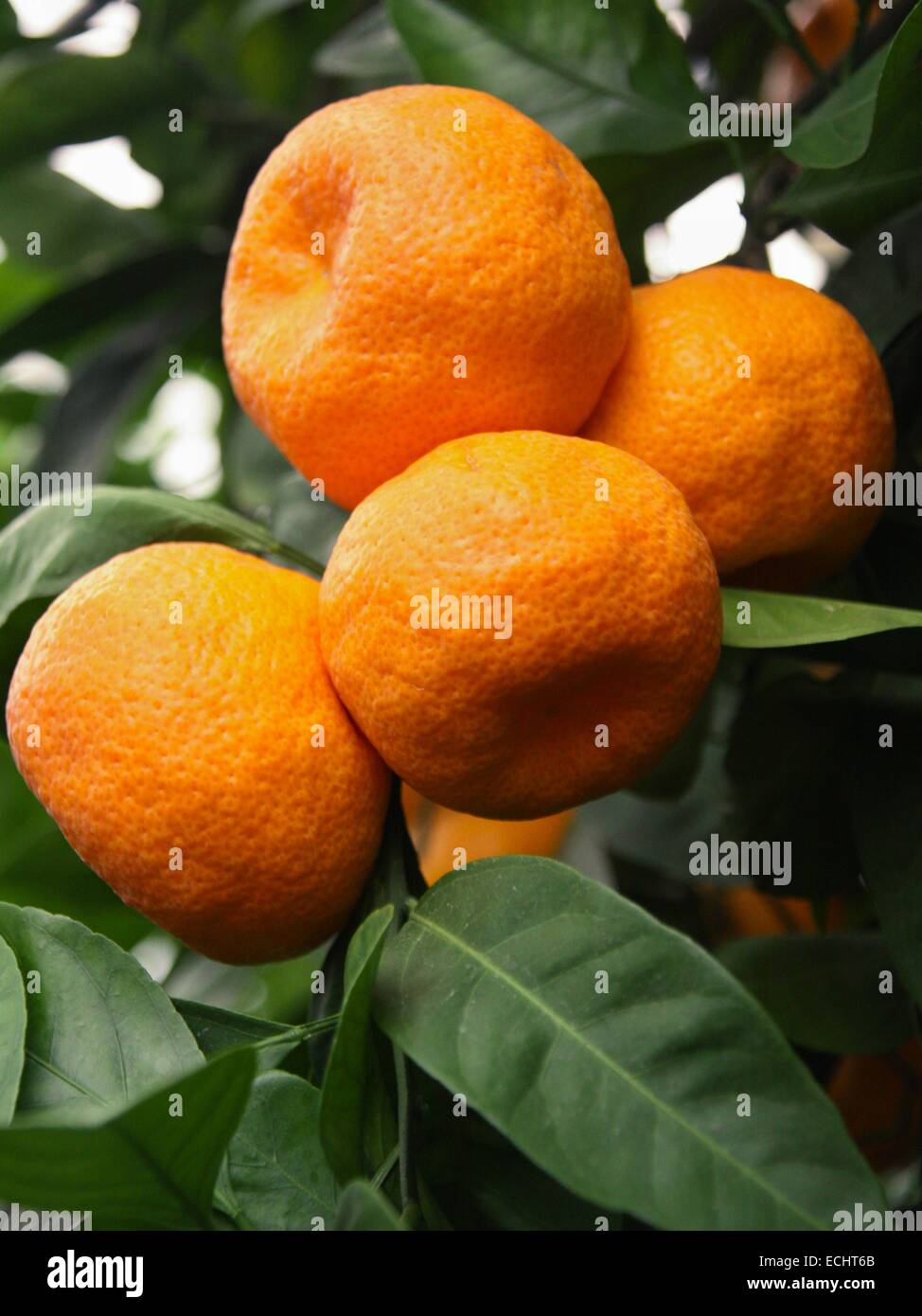 Tangerine Tree Ripe Ripe tangerines on a tree and green leaves Stock Photo - Alamy