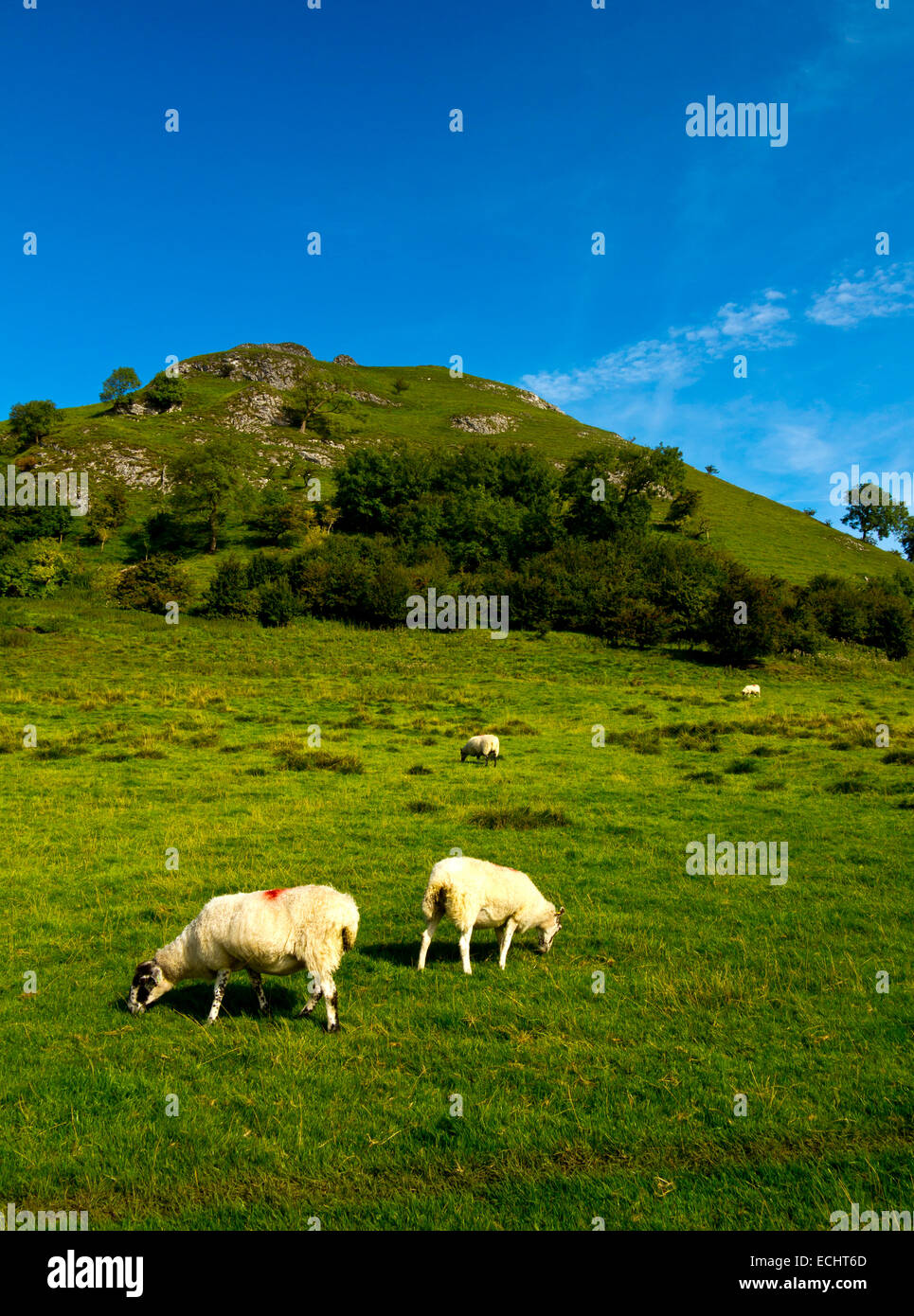 Sheep grazing on hillside near Buxton in the Peak District National ...