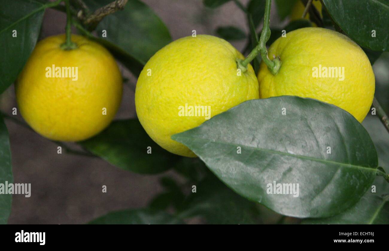 Ripe yellow lemons hanging on tree and green leaves Stock Photo - Alamy