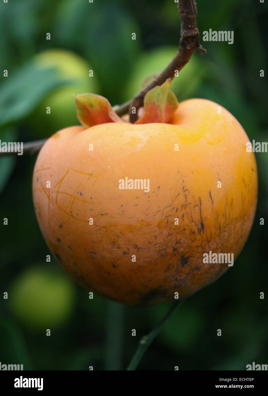 Sharon Fruit on the branch and green background Stock Photo - Alamy