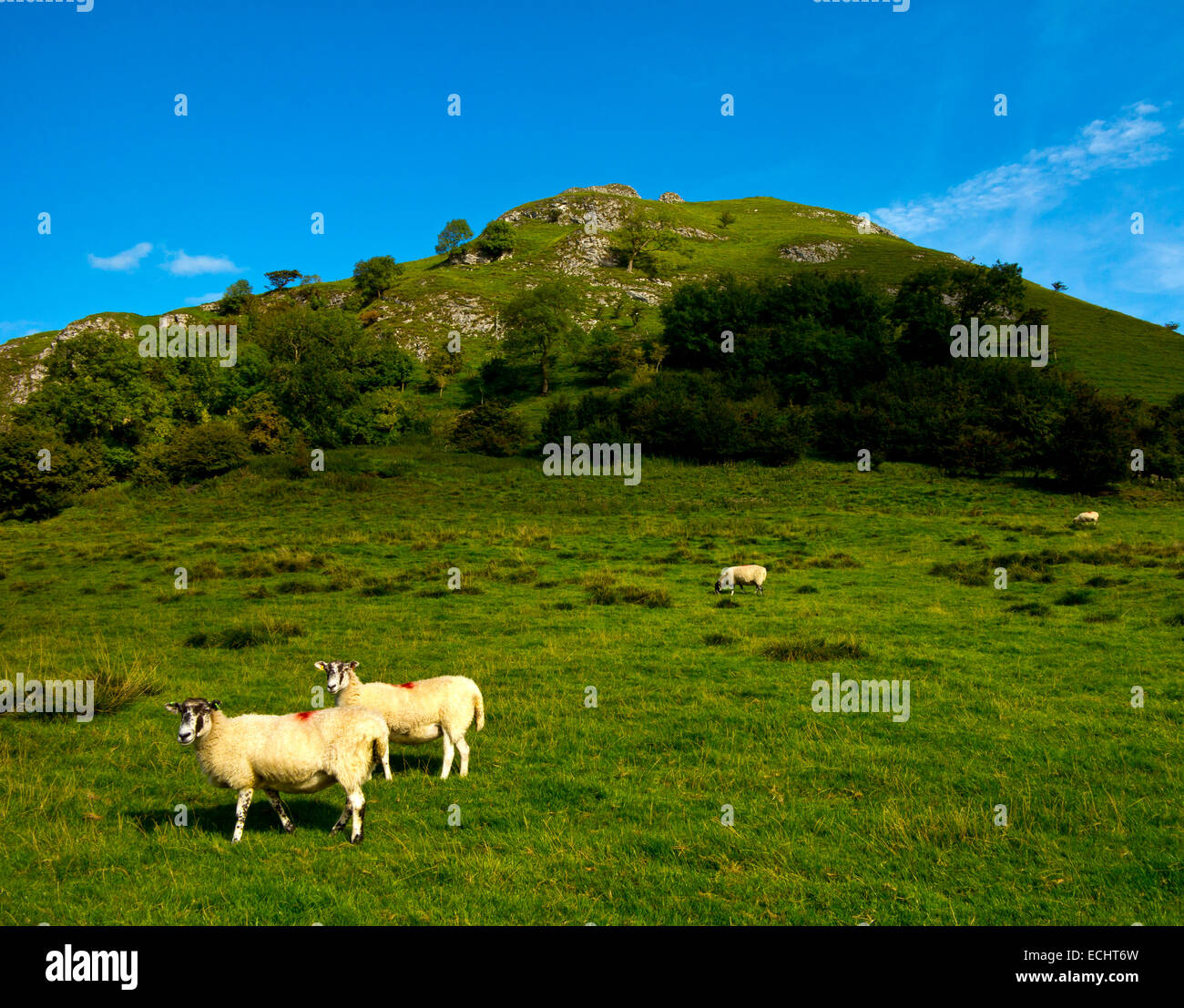 Sheep grazing on hillside near Buxton in the Peak District National ...
