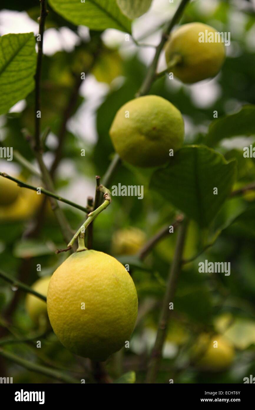 Ripe yellow lemons hanging on tree and green leaves Stock Photo - Alamy