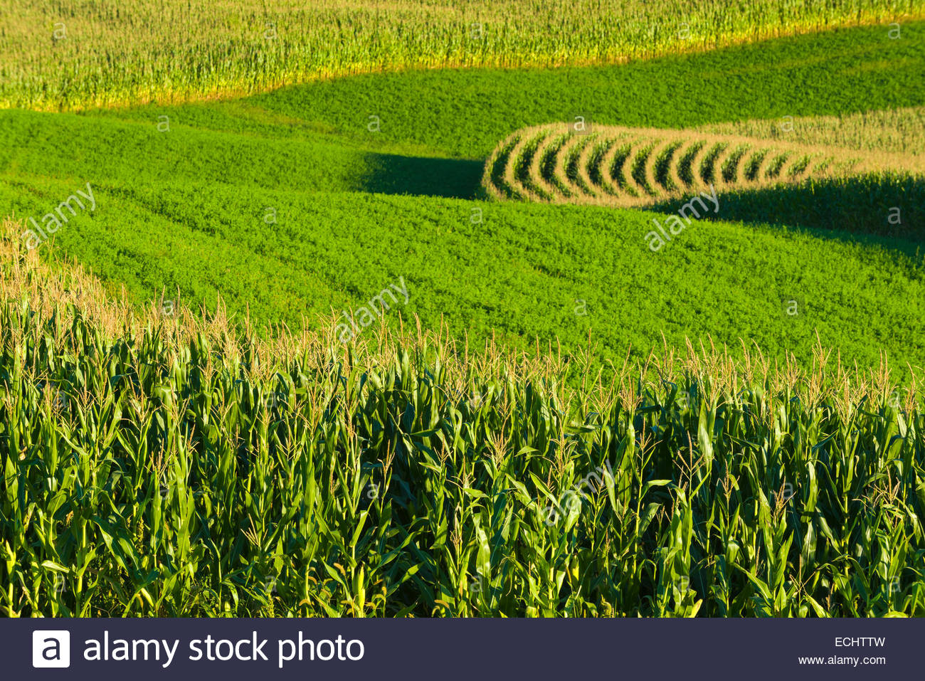 Alfalfa And Corn Stock Photos & Alfalfa And Corn Stock Images - Alamy