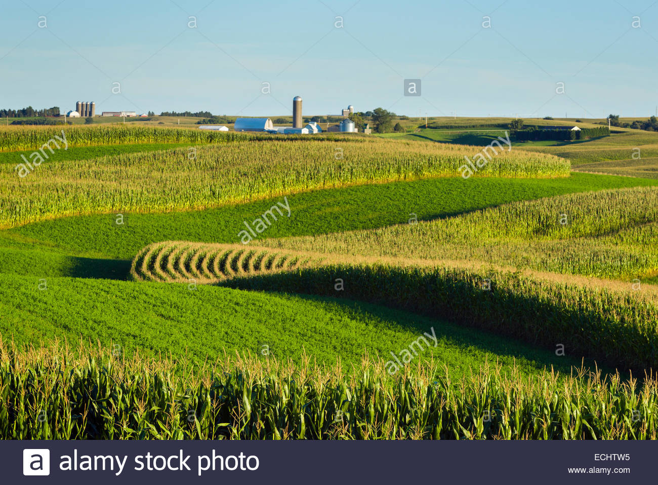 Alfalfa And Corn Stock Photos & Alfalfa And Corn Stock Images - Alamy