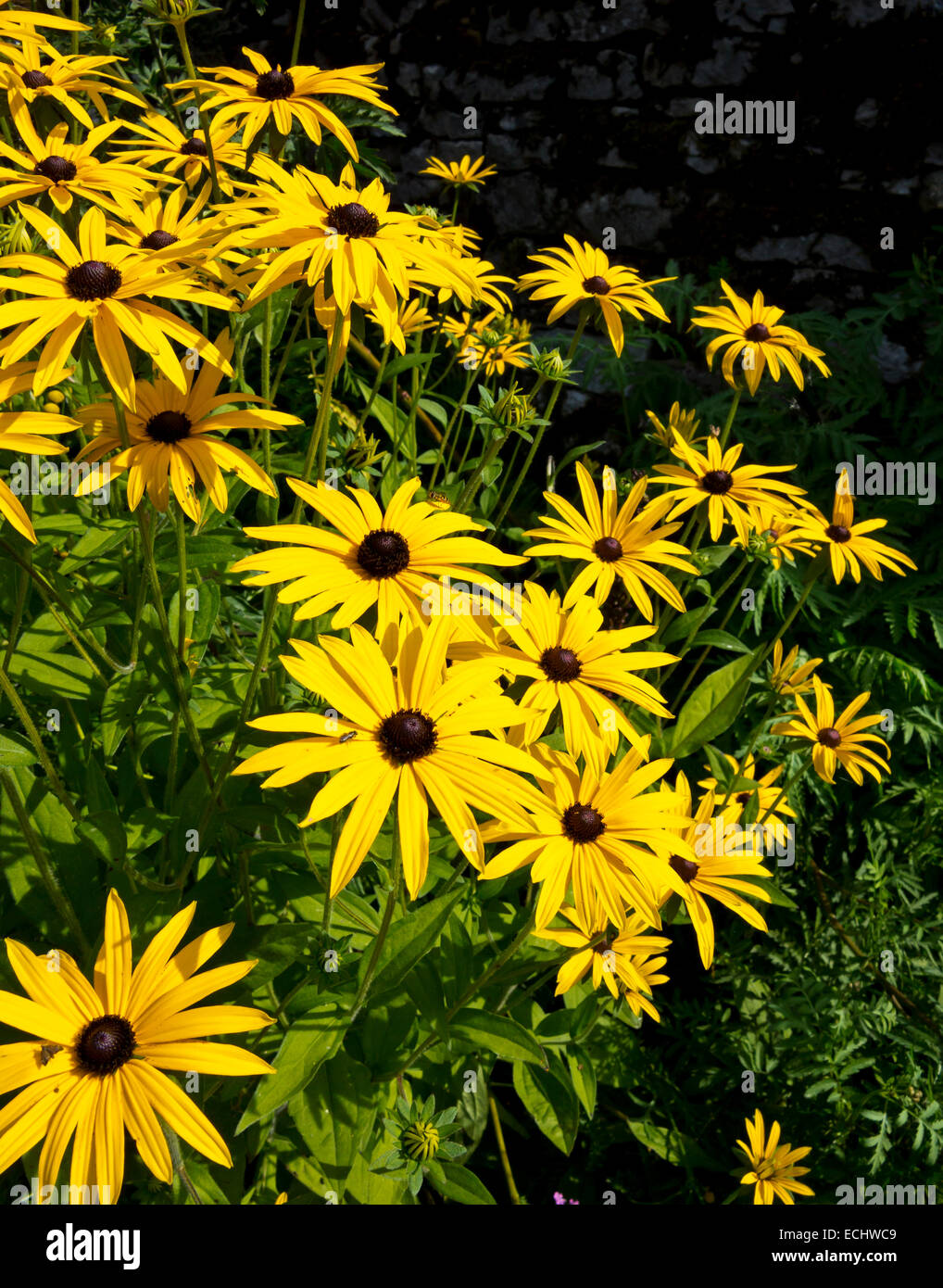 Summer colour flower border hi-res stock photography and images - Alamy