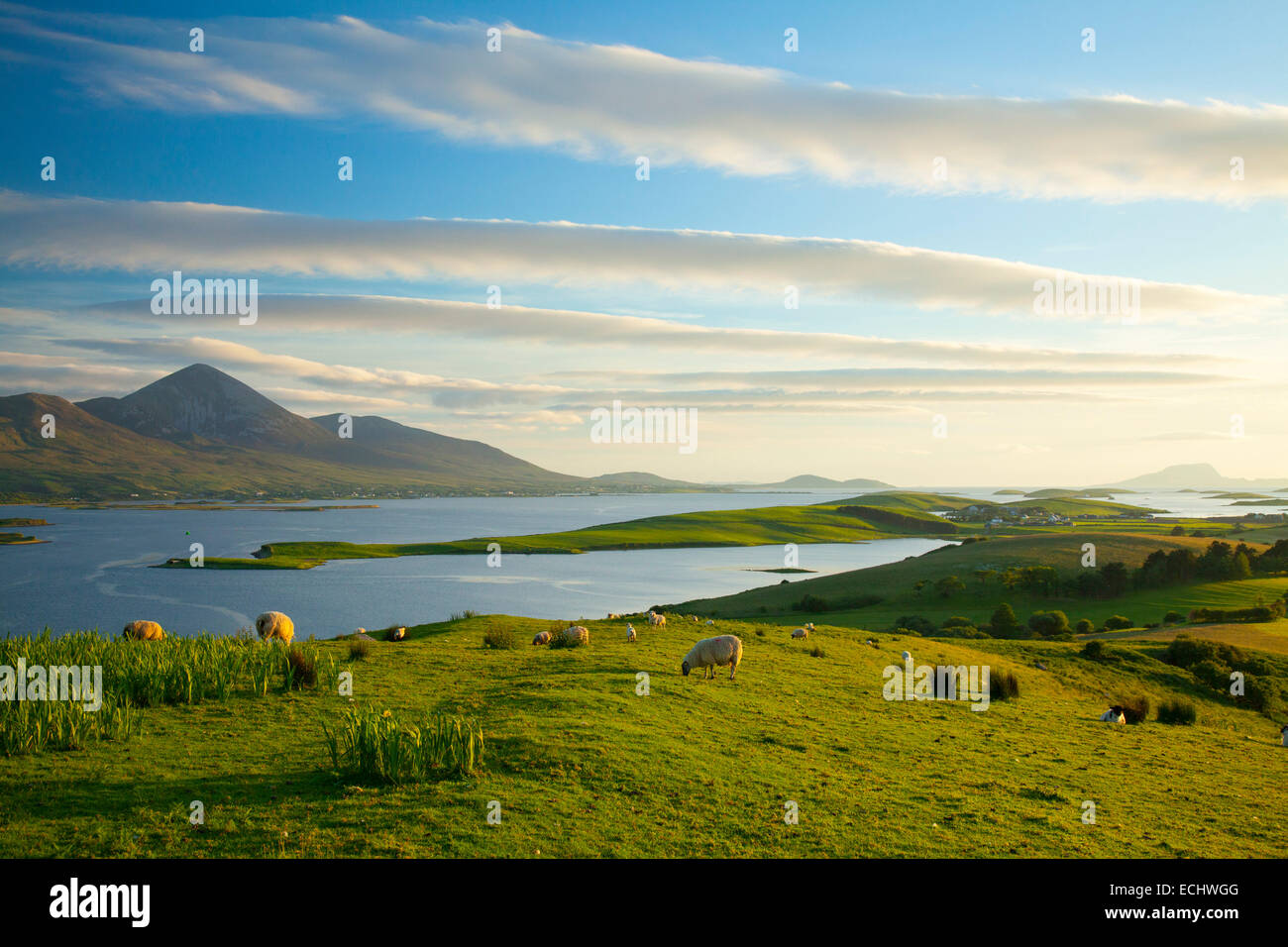 Sheep grazing beneath Croagh Patrick on the shore of Clew Bay, County Mayo, Ireland. Stock Photo