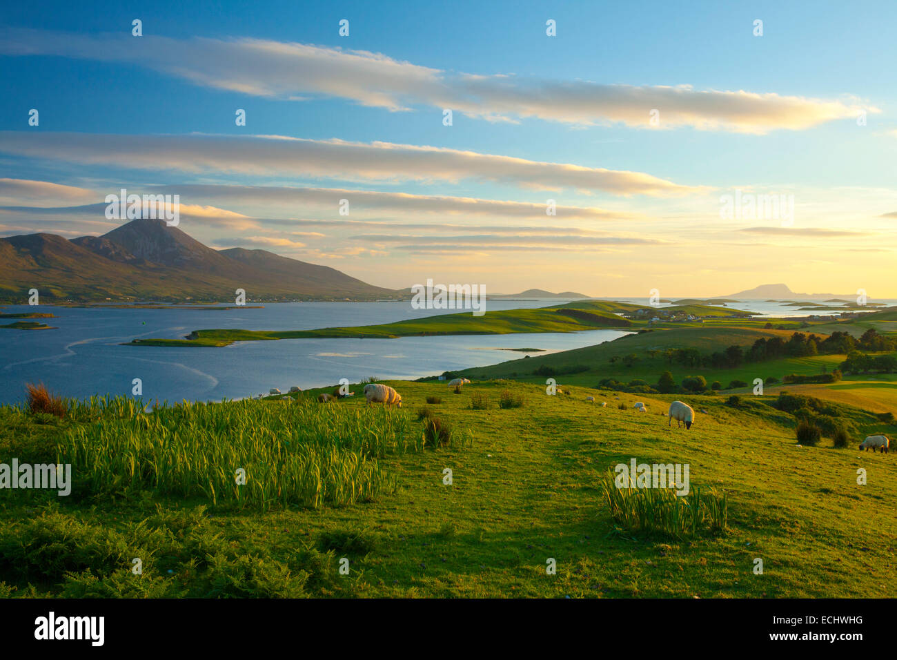 Sheep grazing beneath Croagh Patrick on the shore of Clew Bay, County Mayo, Ireland. Stock Photo