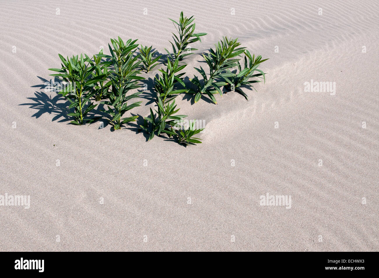 Plant growing in sand dunes Stock Photo Alamy