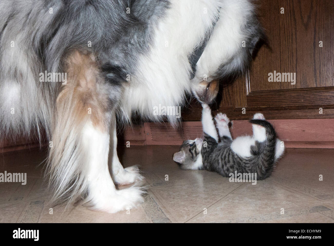 Kitten and dog making contact. Stock Photo