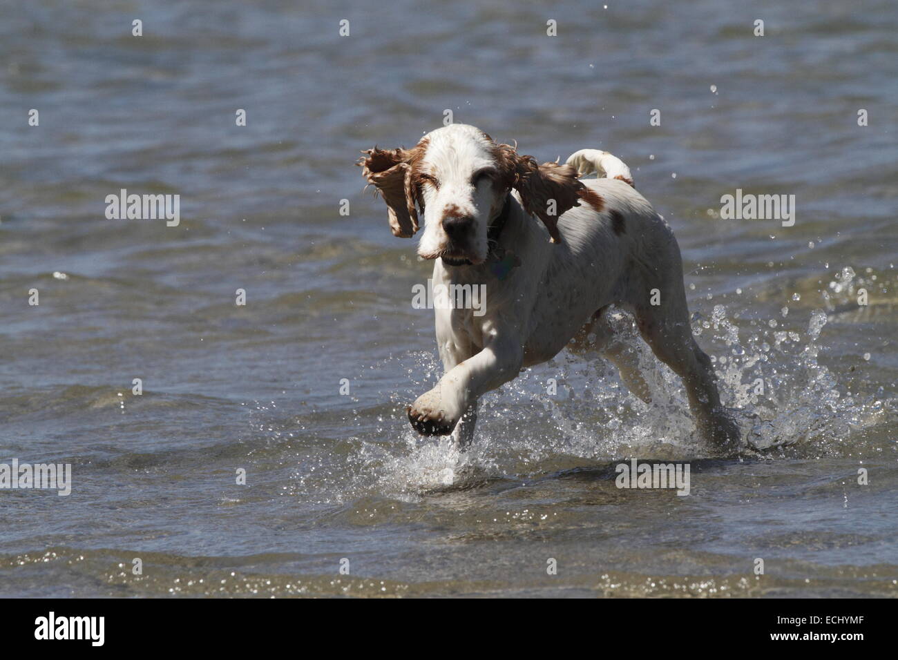 English cocker spaniel running through water Stock Photo Alamy