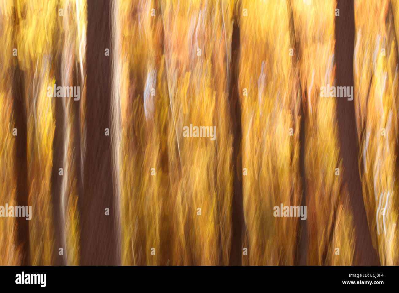 Fiery Forest Abstract Stock Photo - Alamy