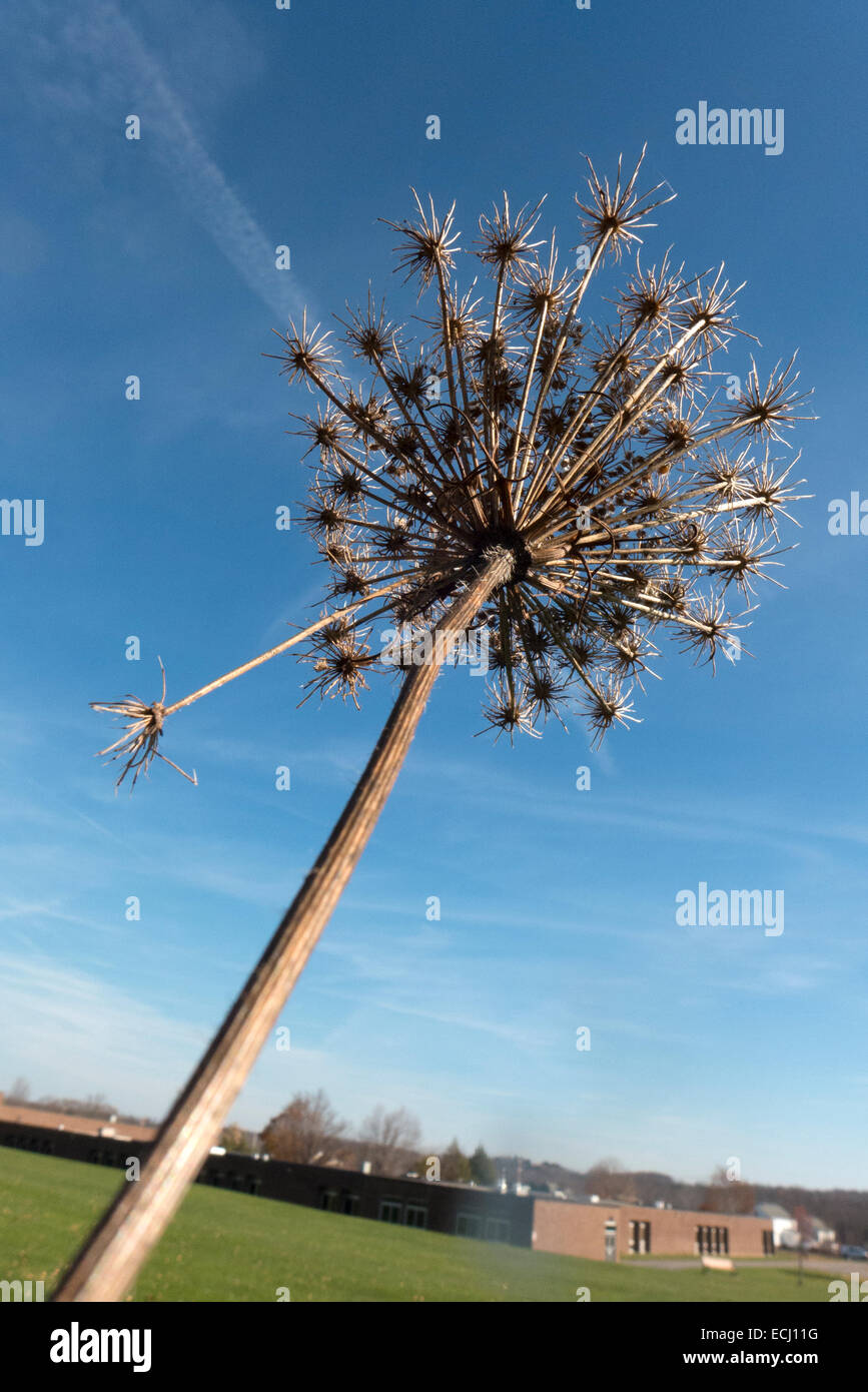 Dried out weed pointing at the sky. Stock Photo