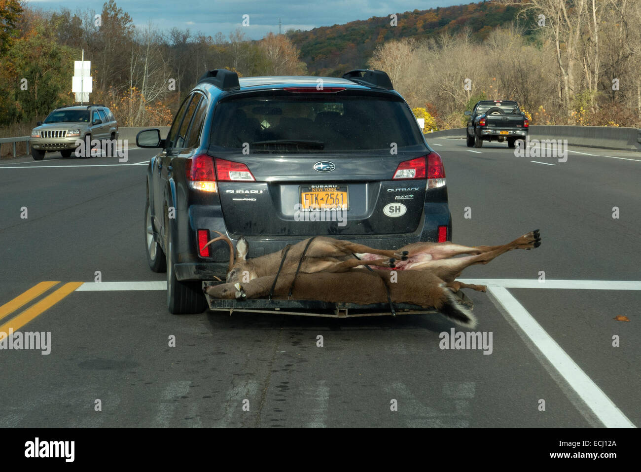 Dead deer on back of car Stock Photo 76613330 Alamy