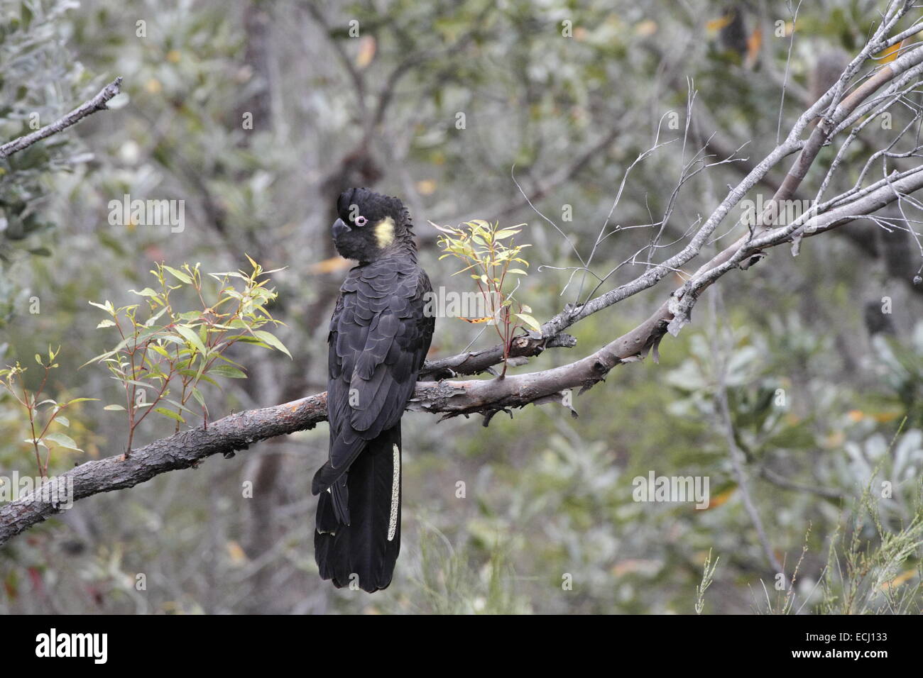 yellow-tailed black cockatoo, calyptorhynchus funereus single male ...