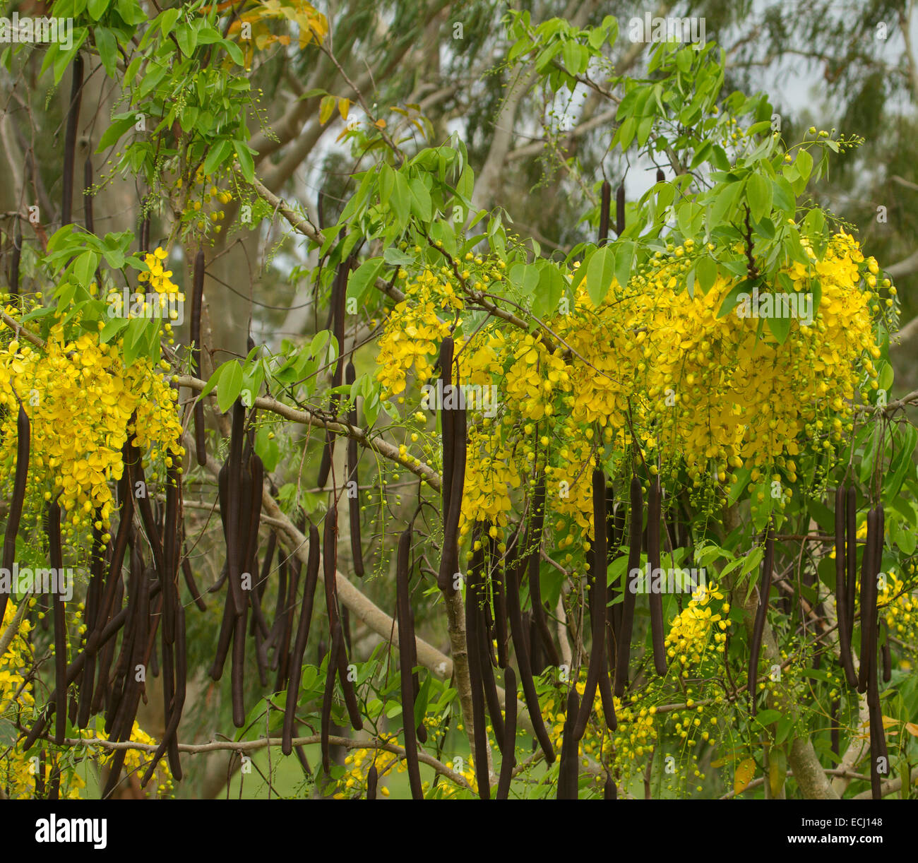 Long racemes of yellow flowers, long seed pods & green leaves of Cassia fistula, Golden Shower tree, floral emblem of Thailand Stock Photo