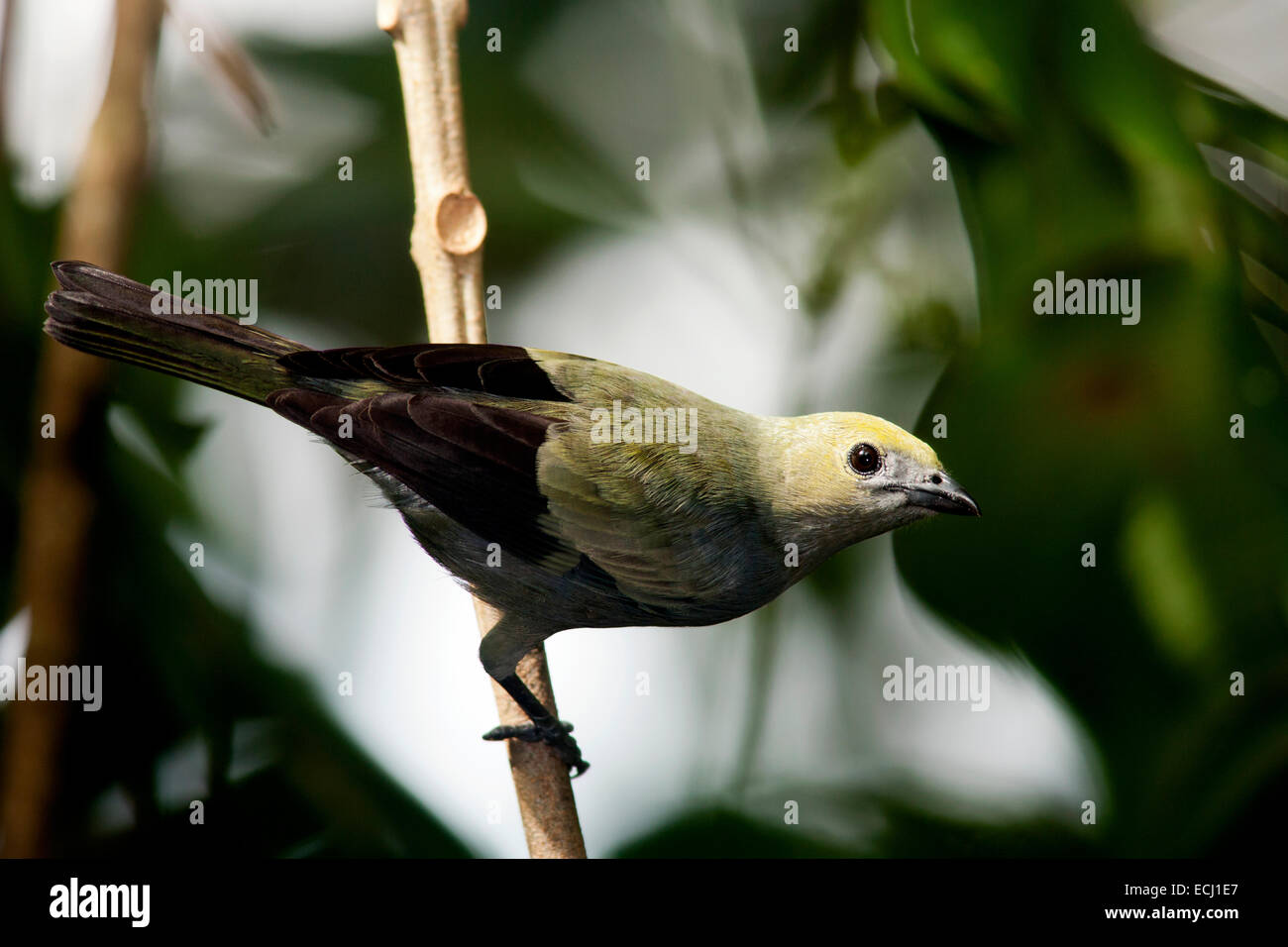 Palm Tanager - La Laguna del Lagarto Lodge - Boca Tapada - San Carlos, Costa Rica Stock Photo