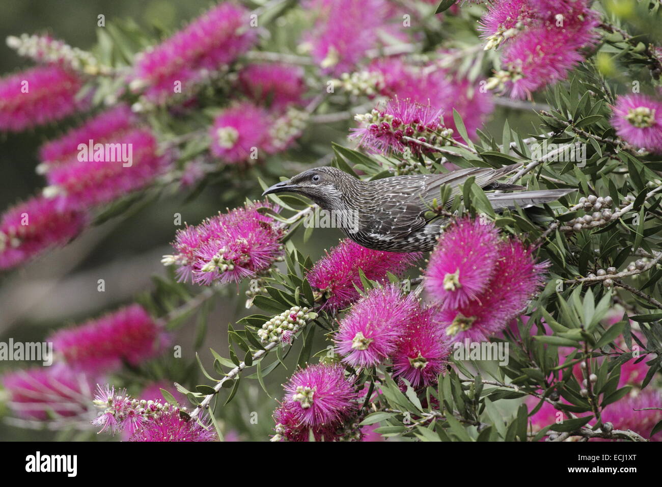 Little, or brush wattelbird, anthochaera chrysoptera perched in a banksia tree with red flowers Stock Photo