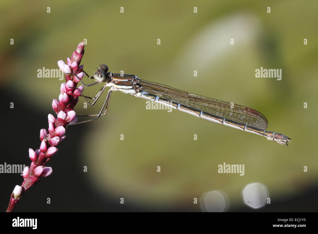 Blue Ringtail damselfly female Austrolestes annulosus Stock Photo - Alamy