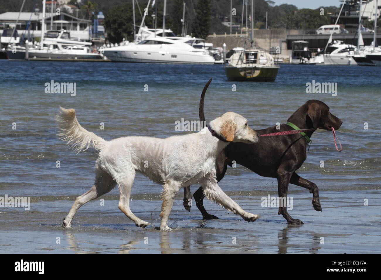Golden Retriever Being Led Through Water By A German Short Haired