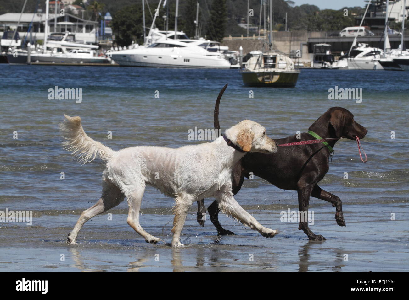 golden retriever pointer