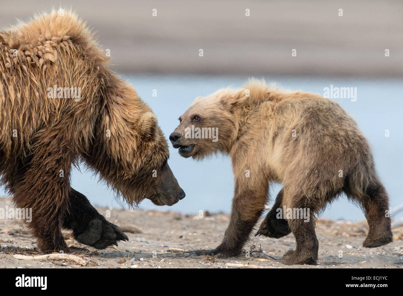 Female brown bear and her cub interact on the beach at Lake Clark National Park Stock Photo