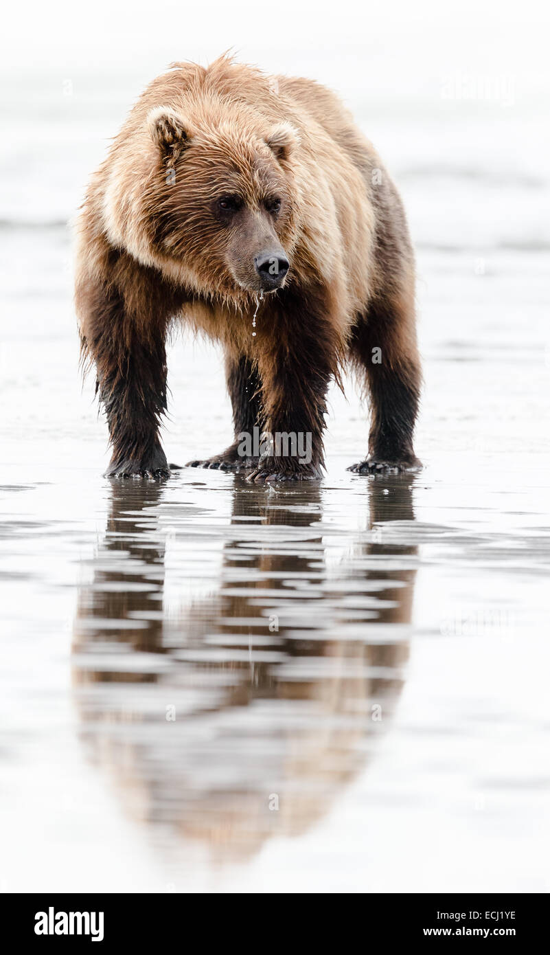 Female brown bear standing in tidal pools, looking for clams, on the beach at Lake Clark National Park Stock Photo