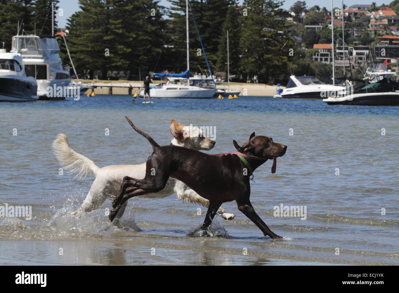 Golden Retriever Being Led Through Water By A German Short Haired